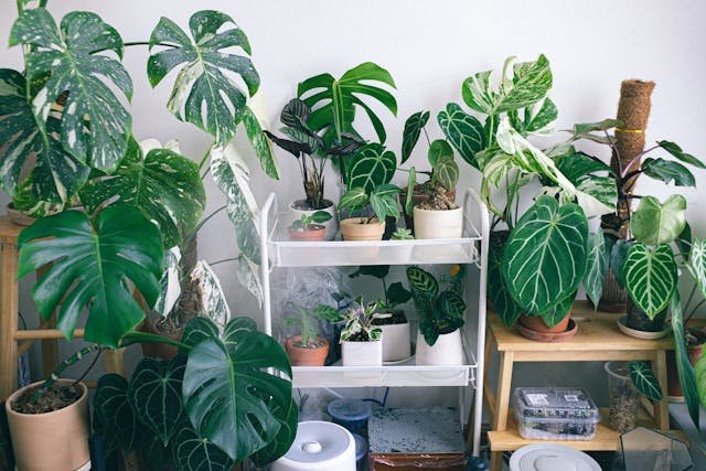 Indoor Plants